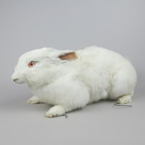 Albino Rabbit 1