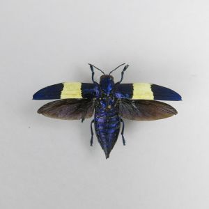 Beetle ref 6