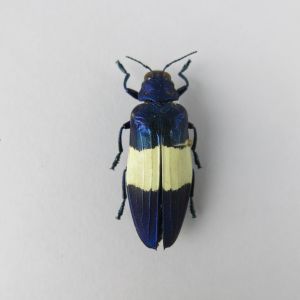 Beetle ref 7