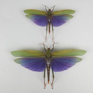 Purple winged grasshoppers