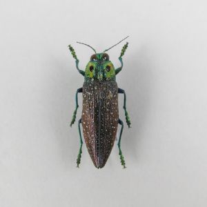 Beetle ref 14