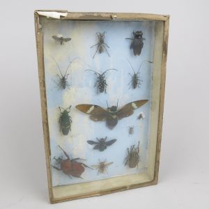 Cased Beetles