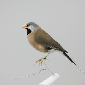 Pin Tailed Finch