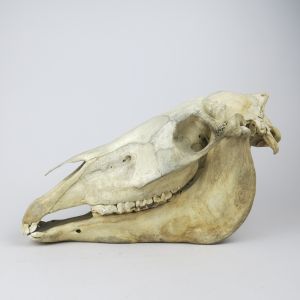 Horse skull 2