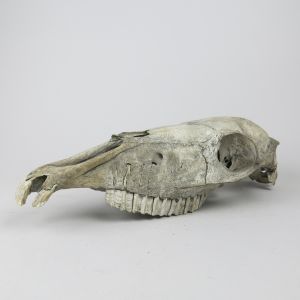 Horse skull 3