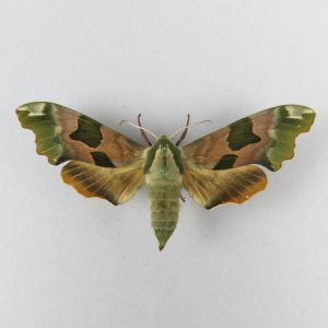 Moth ? ref.2