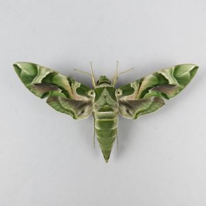 Hawk moth 2