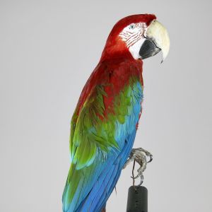 Green Winged Macaw 1
