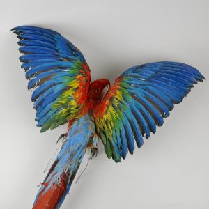 Harlequin Macaw 1