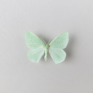Moth (green)