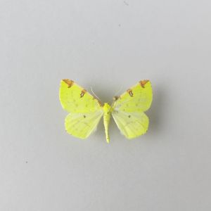 Moth ? ref.5