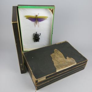 Vintage museum specimen boxes (x 3)