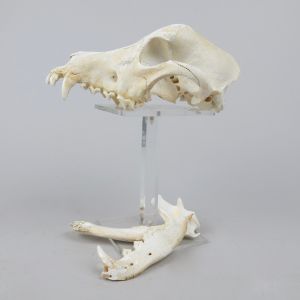 Dog skull 3