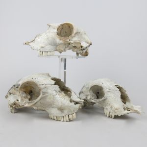 Sheep skulls 3, 4 & 5