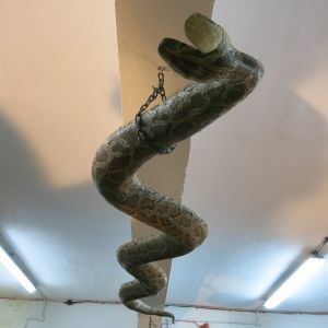Snake: Burmese Python