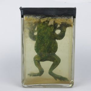 Pickled Toad (replica)