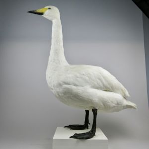 Swan 2 (Whooper)