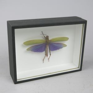 Cased purple winged grasshopper