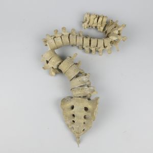 Human spine/vertebrae