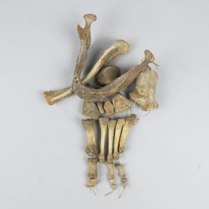 Misc human bones (selection 3)