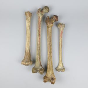 Human bones x 4 (selection 1)