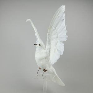 Dove in flight 2