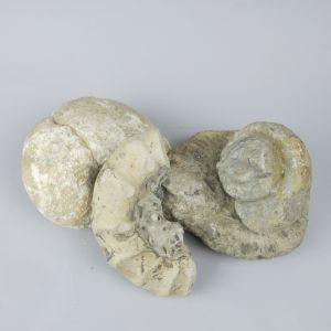 Ammonites x 4
