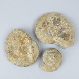 Ammonites x 3