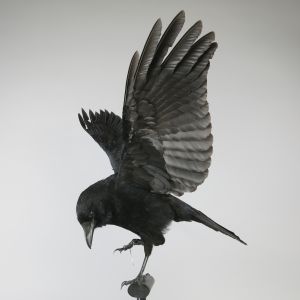 Crow in flight 1