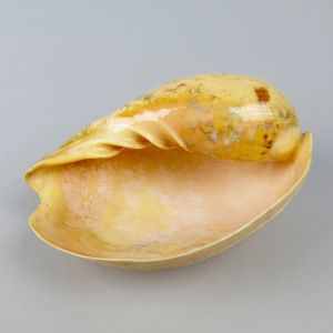 Sea shell 12