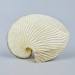 Sea shell 13