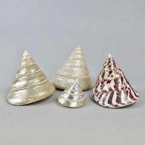 Sea shells 8 (x 4)
