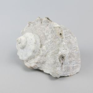 Sea shell 7