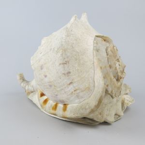 Sea shell 1