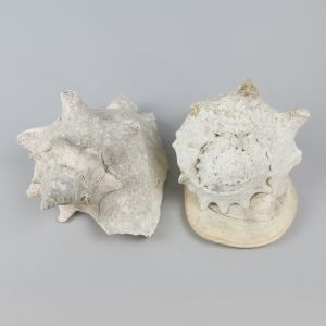 Sea shells 3 (x 2)