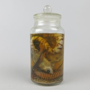 Pickled Fish / snakes (mixed)