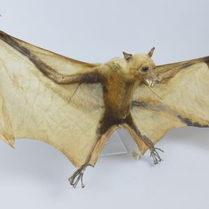 Indian Fruit Bat 2