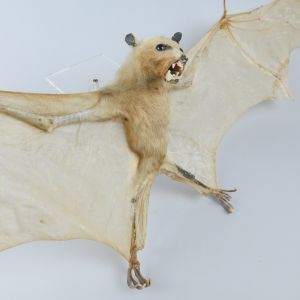 Indian Fruit Bat 3