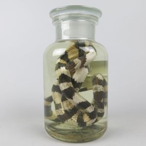 Pickled Snake in jar (b&w)