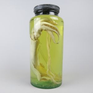 Pickled giant Squid in jar