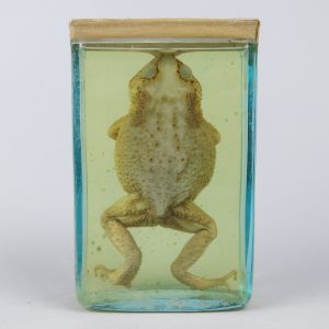 Pickled Toad