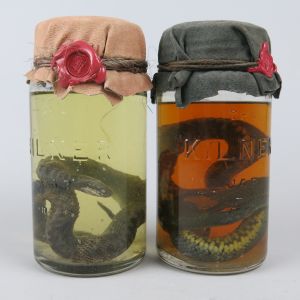 Pickled Snakes x 2 (Kilner jars)