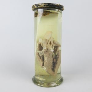Pickled Sheep heart