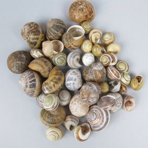 Snail shells 1