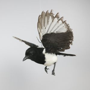 Magpie in flight 6
