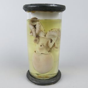 Pickled Octopus