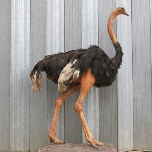 Ostrich 1 (Masai)