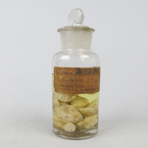 Pickled Waldheimia shells