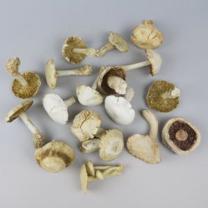 Mushrooms (white)