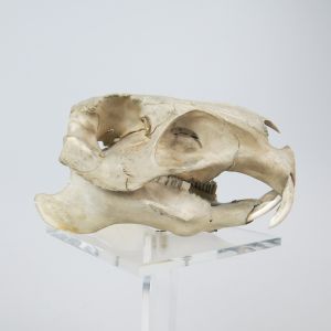 Capyburra skull